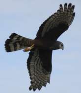 Image of Long-winged Harrier