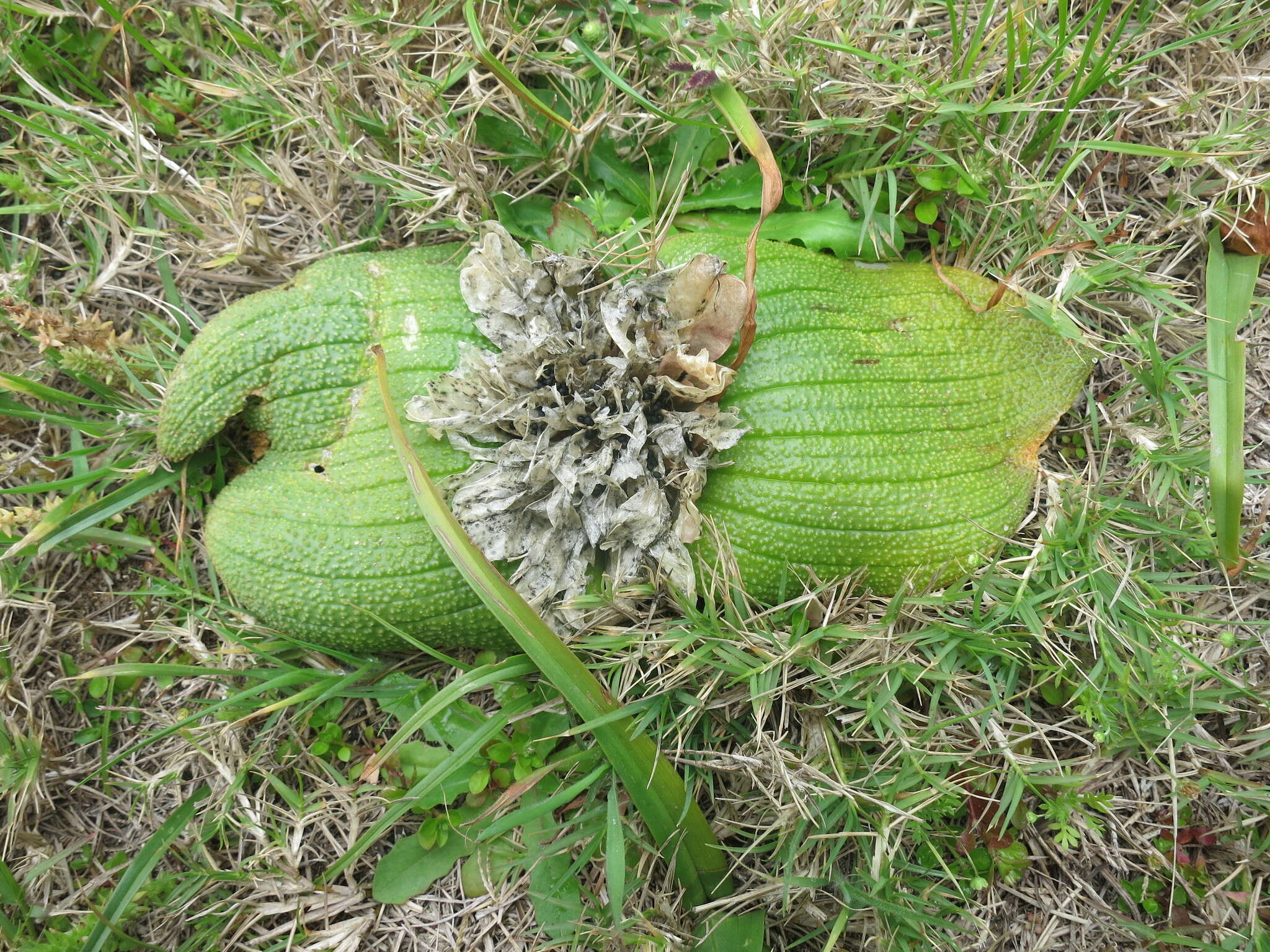 Image of Massonia pustulata Jacq.