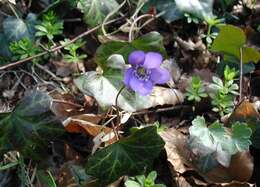 Image of English ivy