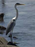 Image of Cocoi Heron