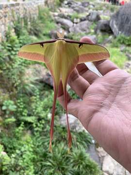 Imagem de Actias dubernardi (Oberthür 1897)