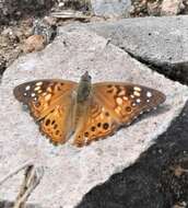 Image de Asterocampa celtis antonia