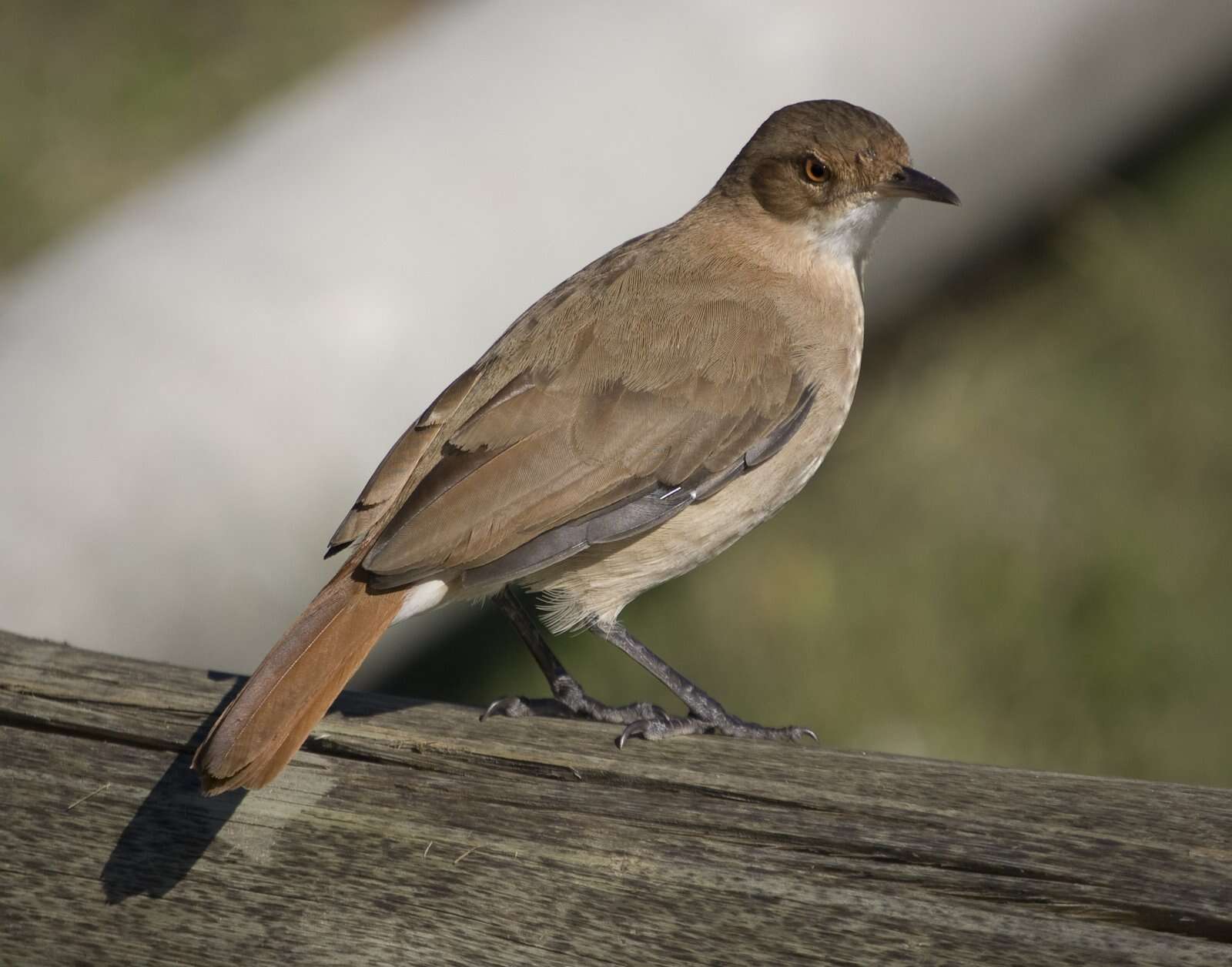 Image of ovenbirds