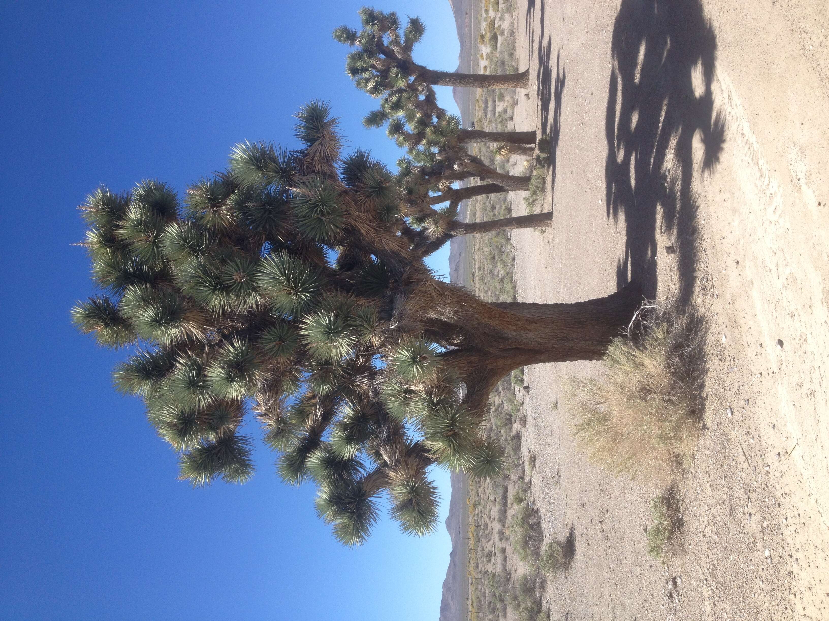 Слика од Yucca brevifolia Engelm.