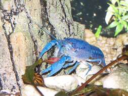 Image of Florida Crayfish