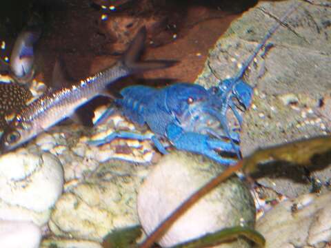 Image of Florida Crayfish