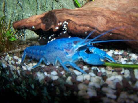 Image of Florida Crayfish