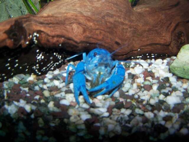 Image of Florida Crayfish