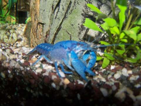 Image of Florida Crayfish