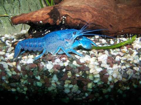 Image of Florida Crayfish