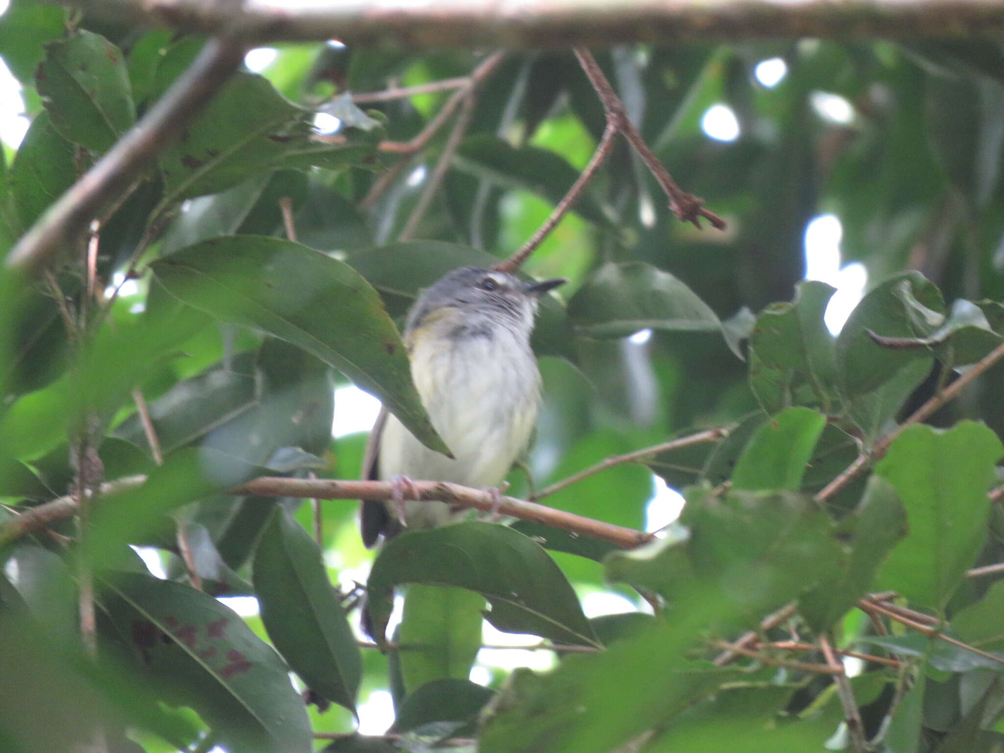 Image of Slate-headed Tody-Flycatcher