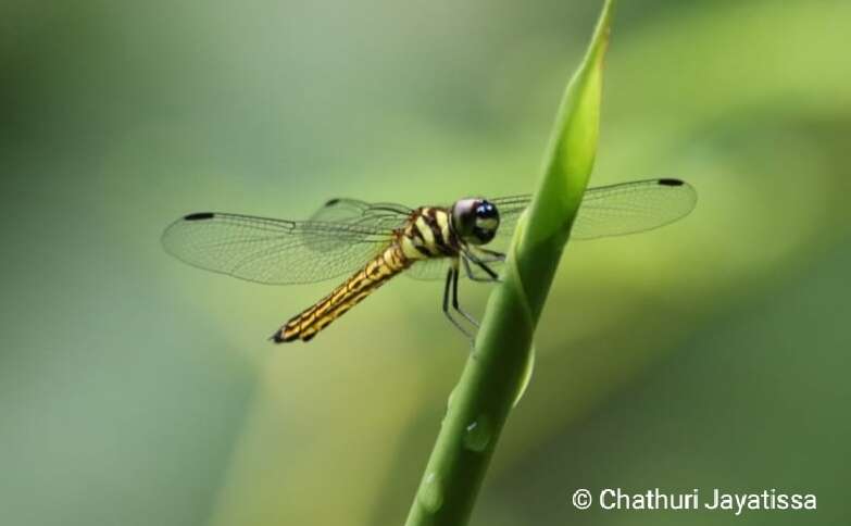 Image of Lyriothemis defonsekai van der Poorten 2009