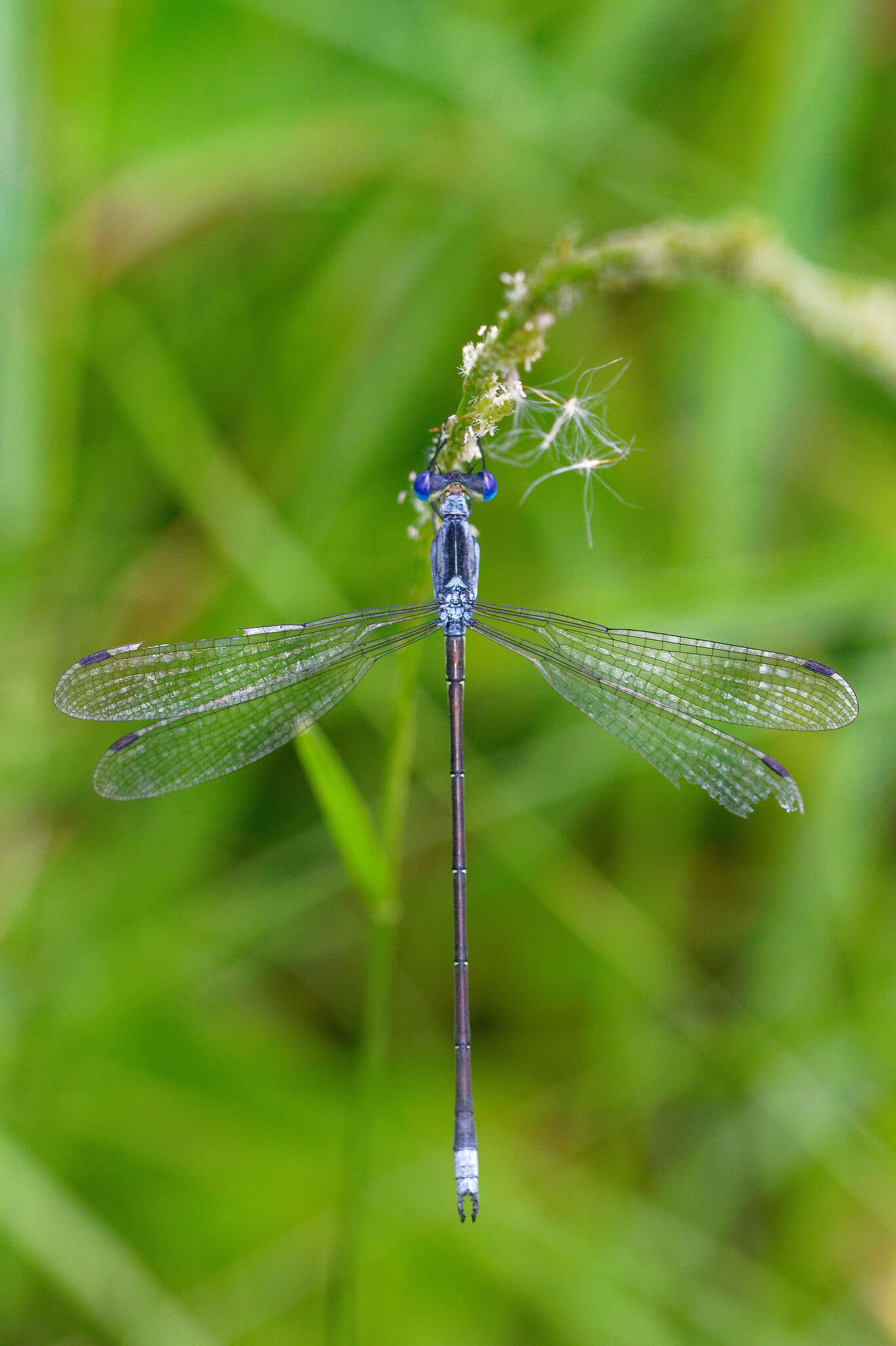 Image of Common Spreadwing