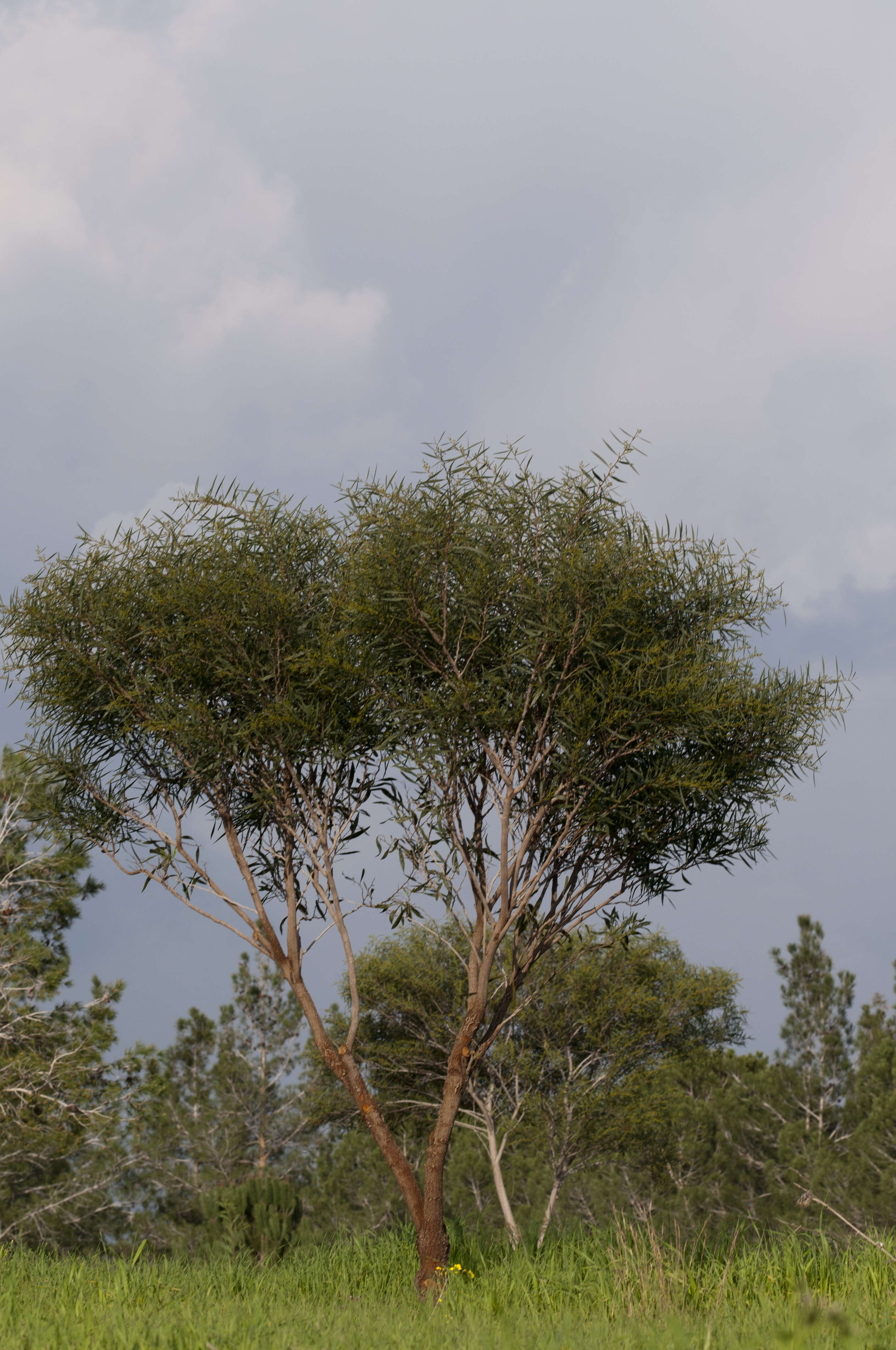 Image of orange wattle