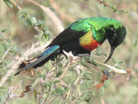 Image of Beautiful Sunbird