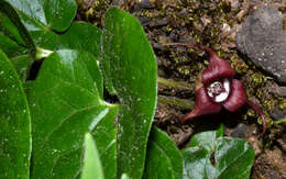 Image of British Columbia wildginger