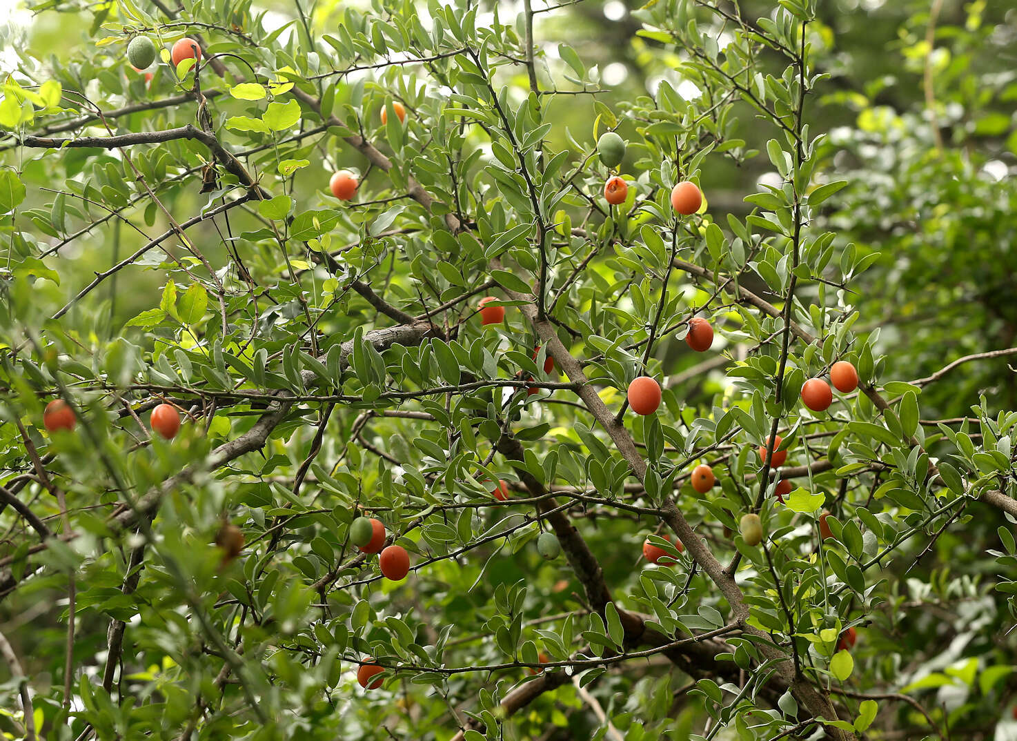 Image of Blue sourplum