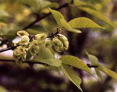 Image of Ulmus chenmoui Cheng