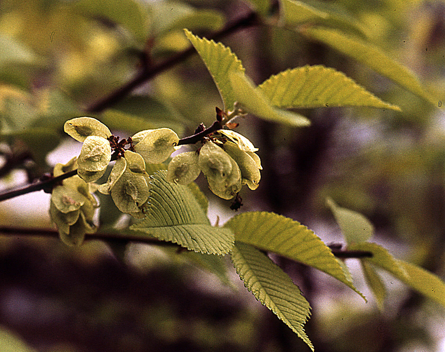 Image de Ulmus chenmoui Cheng