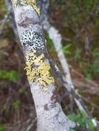 Image of Gilded Sunshine Lichen