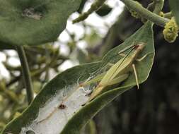 Image of Different-horned Tree Cricket