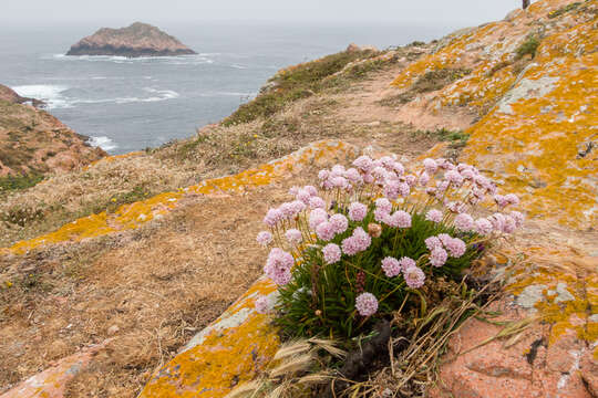 Image of Armeria berlengensis Daveau