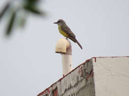 Image of Tropical Kingbird