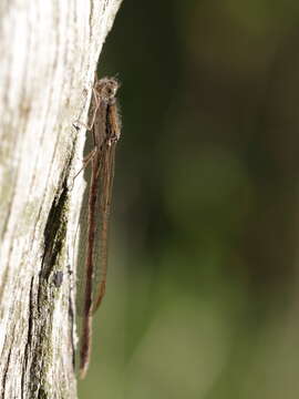 Image of Common Winter Damsel