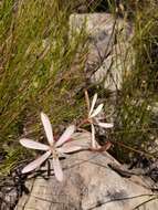 Image of Geissorhiza confusa Goldblatt