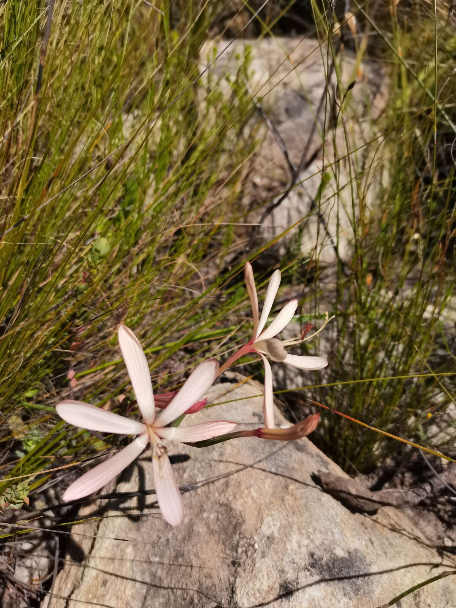 Image of Geissorhiza confusa Goldblatt