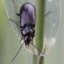 Sivun Agonum (Europhilus) scitulum Dejean 1828 kuva