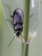 Sivun Agonum (Europhilus) scitulum Dejean 1828 kuva