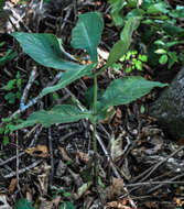 صورة Triosteum perfoliatum L.