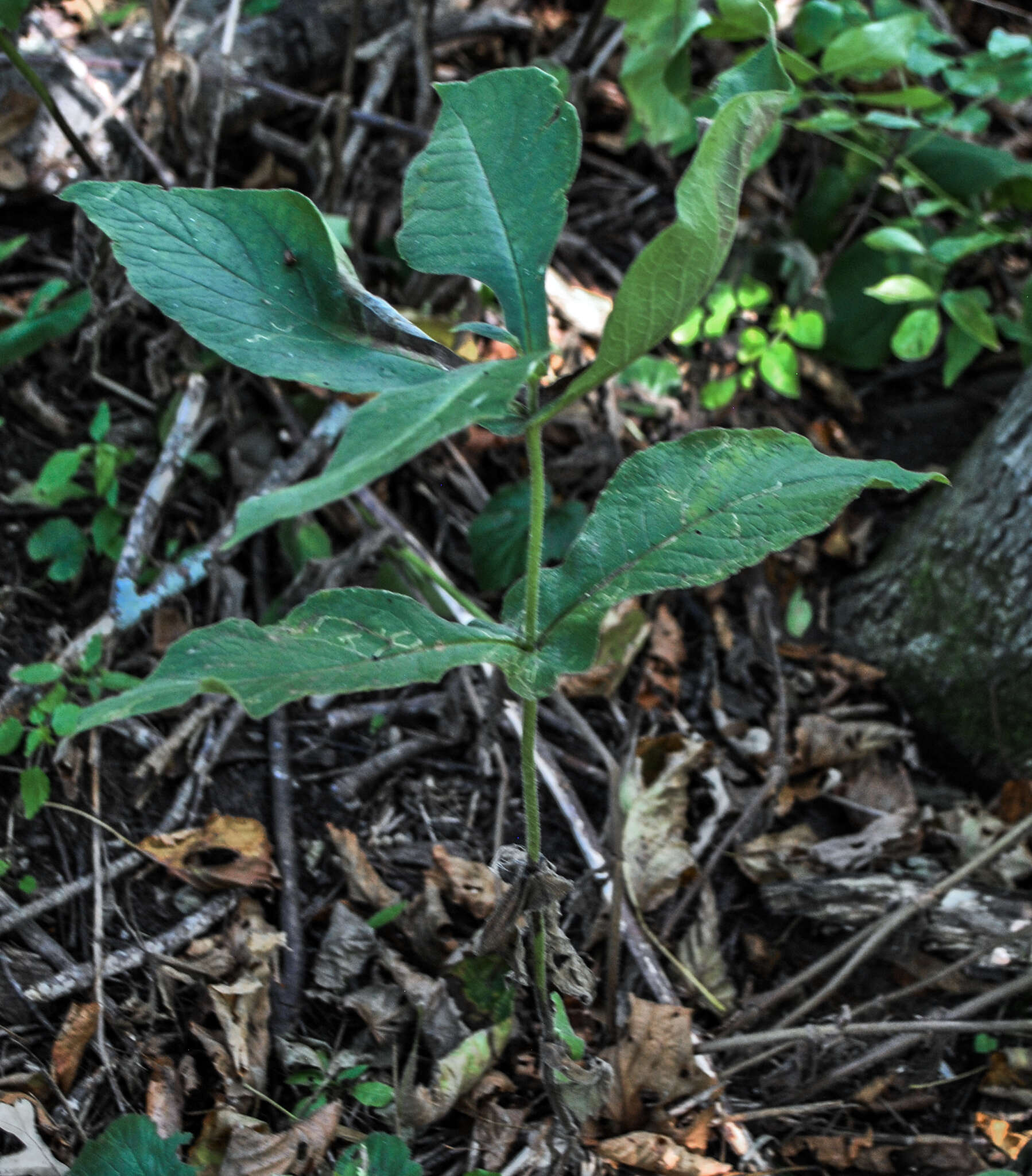 صورة Triosteum perfoliatum L.