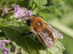 Image of spotted dead-nettle