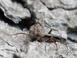 Image of Pardosa lugubris (Walckenaer 1802)