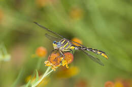 صورة Phanogomphus militaris (Hagen ex Selys 1858)