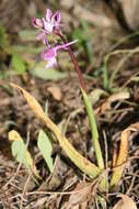 Sivun Orchis anatolica Boiss. kuva