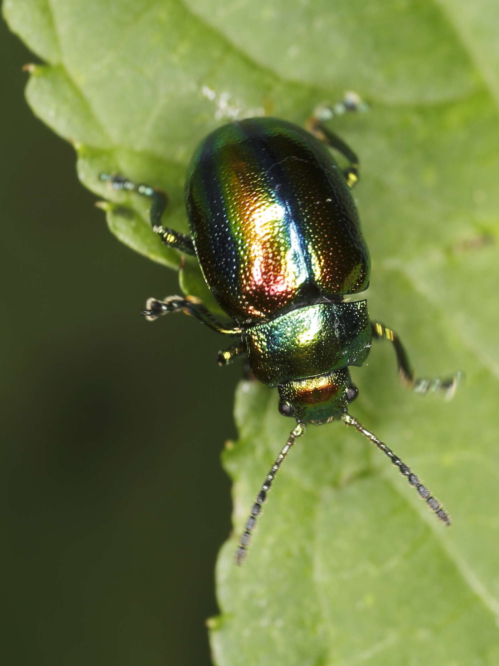 Image of Chrysolina fastuosa