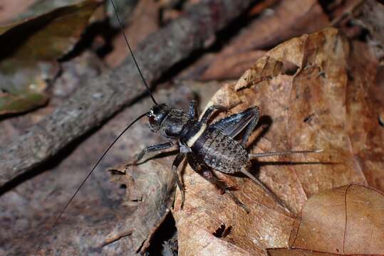 Image of Teleogryllus (Macroteleogryllus) mitratus (Burmeister & H. 1838)