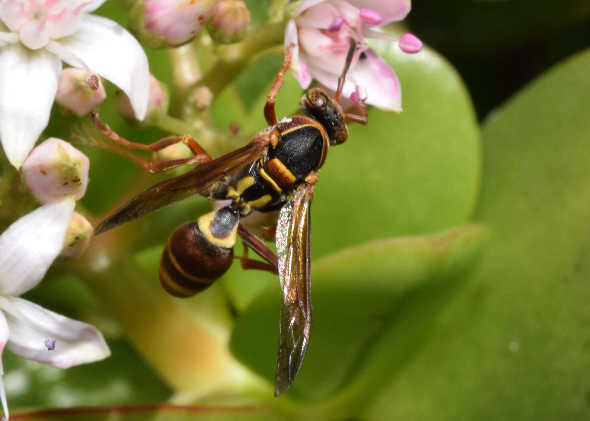 Image de Polistes humilis synoecus de Saussure 1853