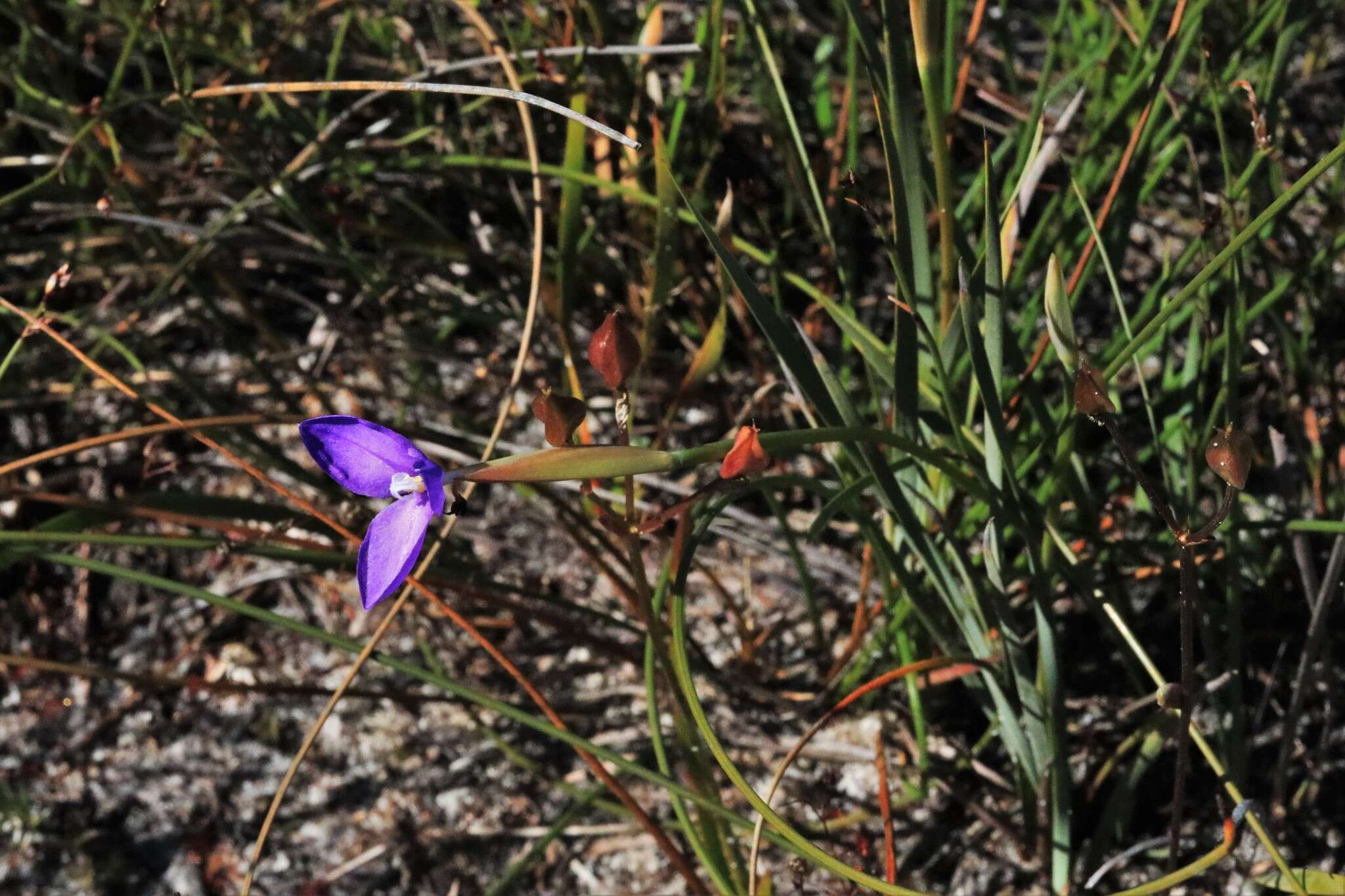 Image of Patersonia glabrata R. Br.