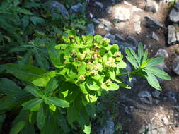 Image of Euphorbia austriaca A. Kern.