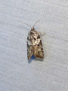 Image of Eastern Black-headed Budworm Moth