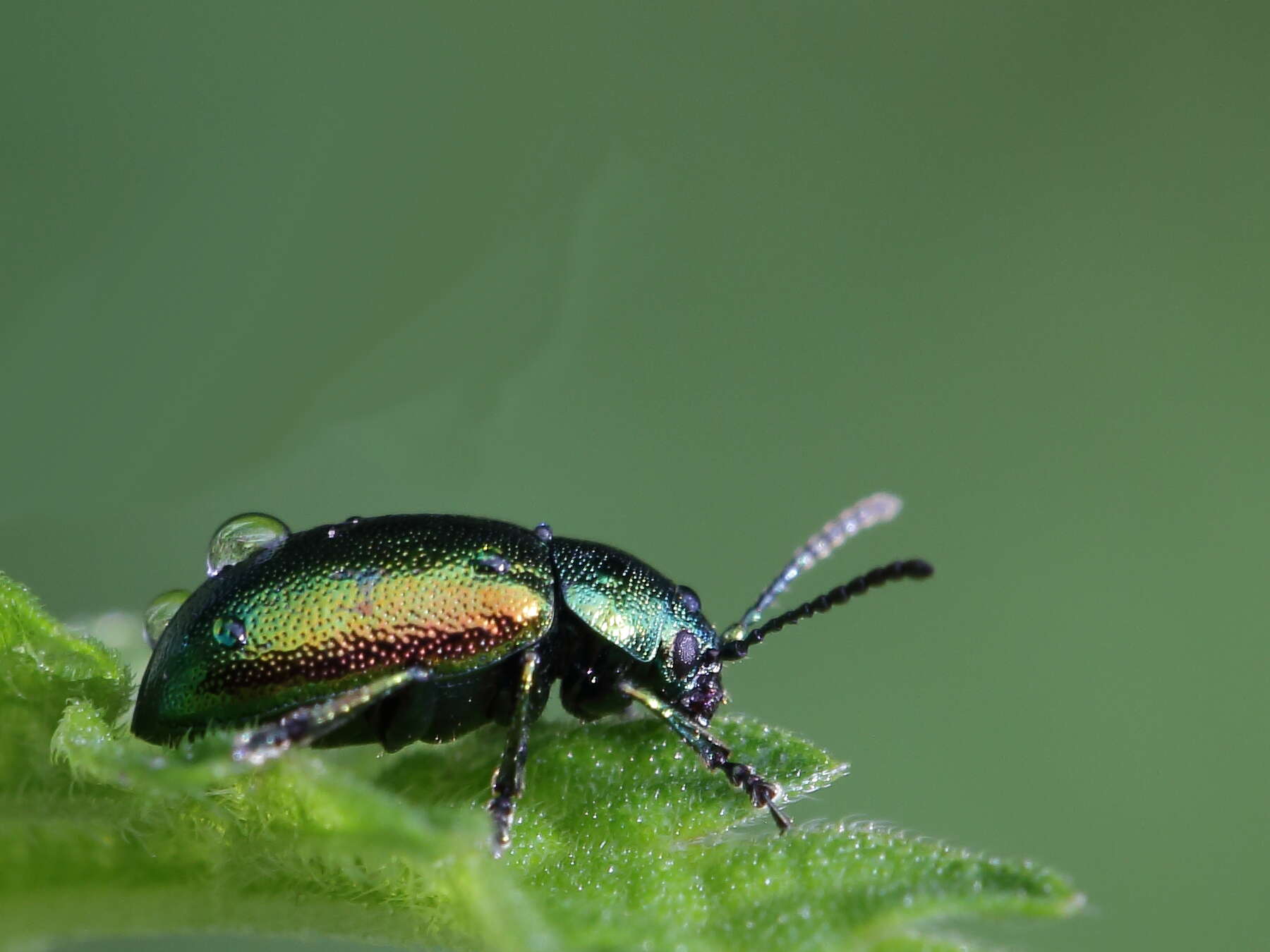 Image of Chrysolina fastuosa