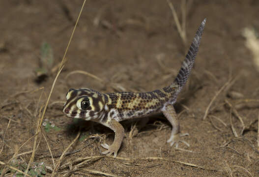 Teratoscincus scincus (Schlegel 1858) resmi