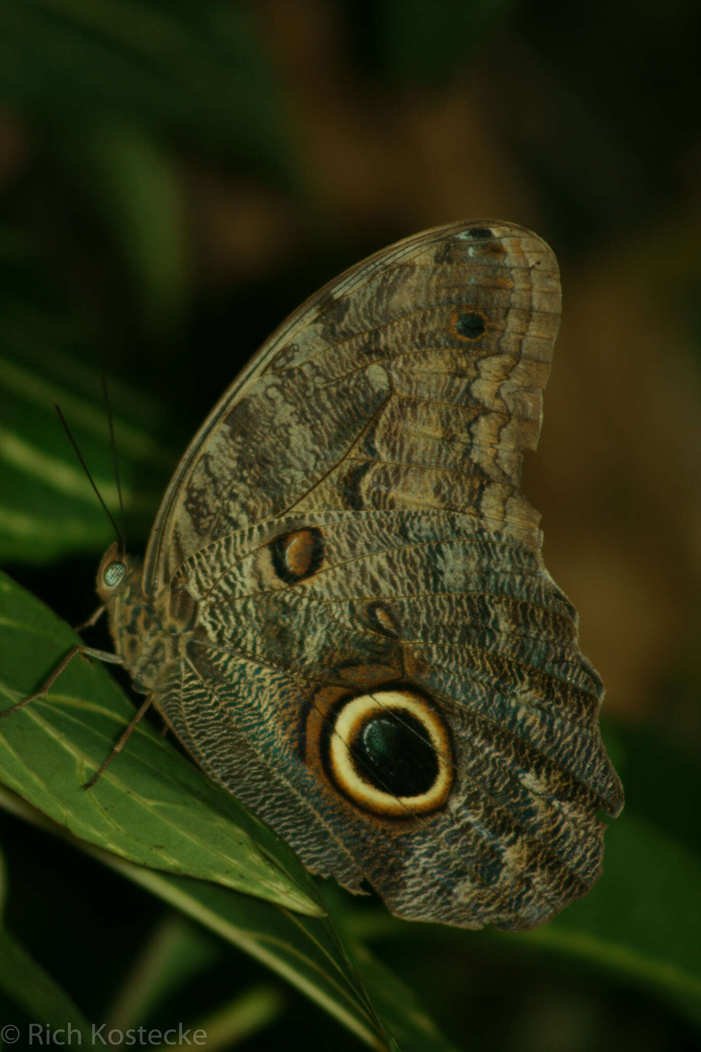 Imagem de Caligo brasiliensis minor Kaye 1904