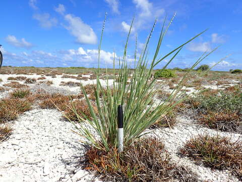 Plancia ëd Lepturus repens (G. Forst.) R. Br.