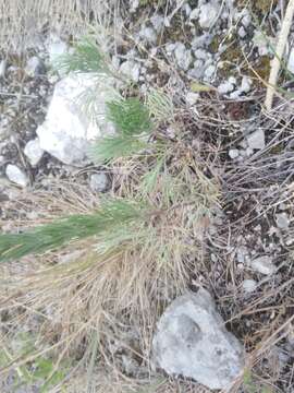 Image de Artemisia pubescens Ledeb.