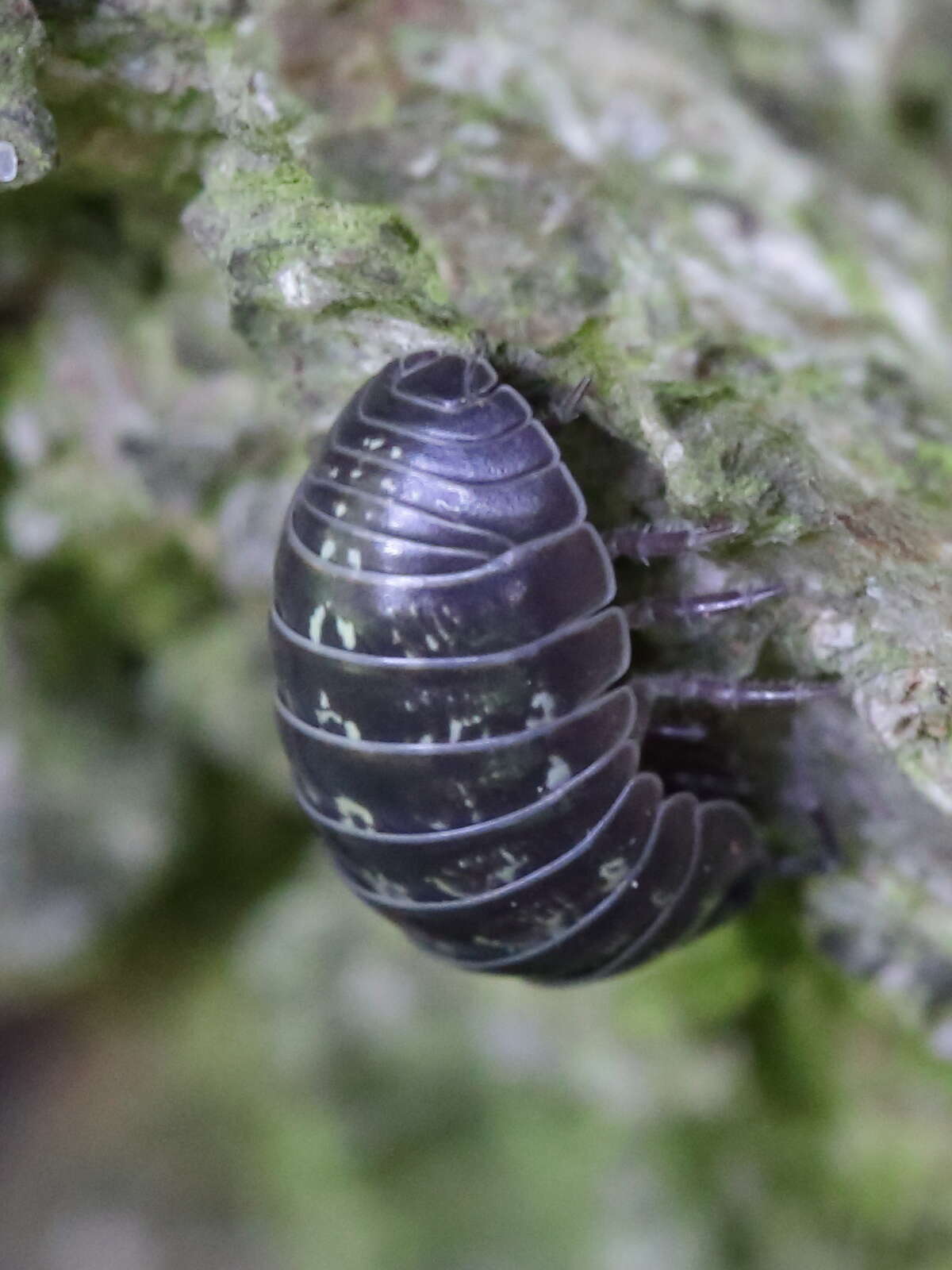 Image of Pill woodlouse